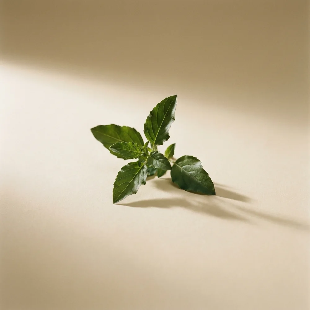Holy basil (tulsi)